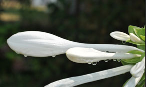 Pure white flower of a late blooming Hosta