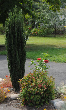 Japanese Holly and False Bamboo in a tiny rock garden in my somewhat urban front yard