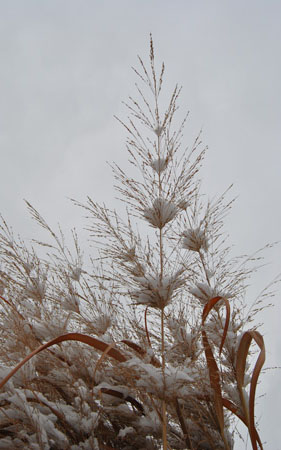 The winter interest of 'Dallas Blues' Switch Grass