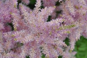 amethyst false spirea