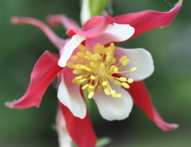 Aquilegia 'Crimson Star'