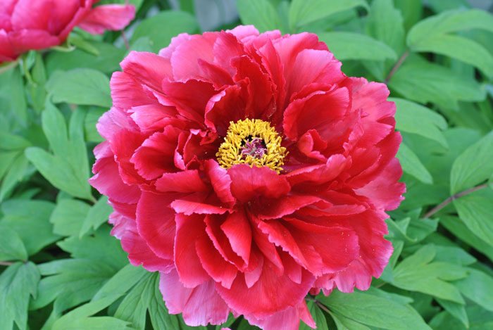 a red tree peony flower width=