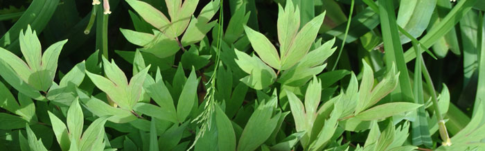 tree peony leaves